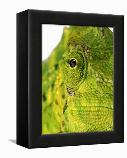 Eyes of a Meller's Chameleon-Martin Harvey-Framed Premier Image Canvas