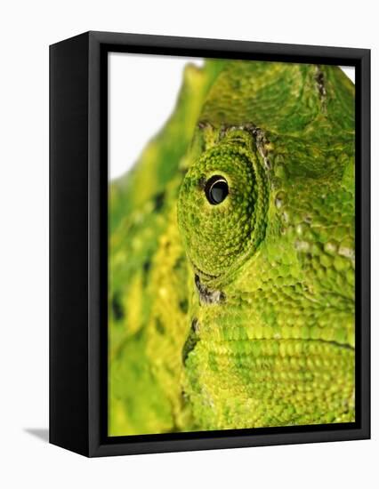 Eyes of a Meller's Chameleon-Martin Harvey-Framed Premier Image Canvas