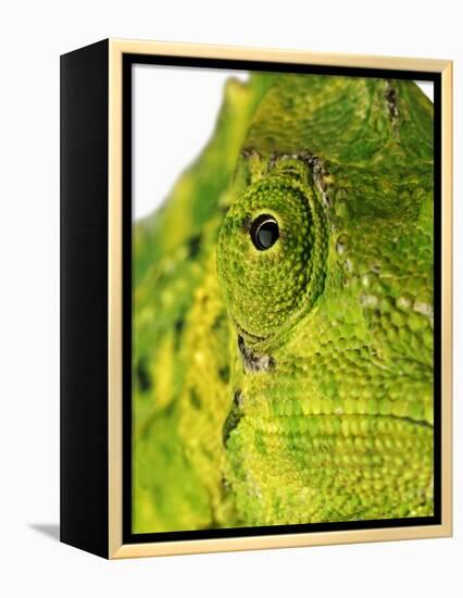 Eyes of a Meller's Chameleon-Martin Harvey-Framed Premier Image Canvas