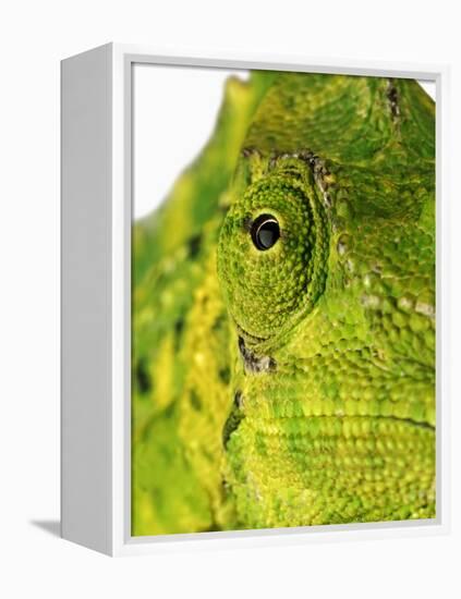 Eyes of a Meller's Chameleon-Martin Harvey-Framed Premier Image Canvas