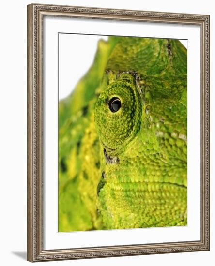 Eyes of a Meller's Chameleon-Martin Harvey-Framed Photographic Print