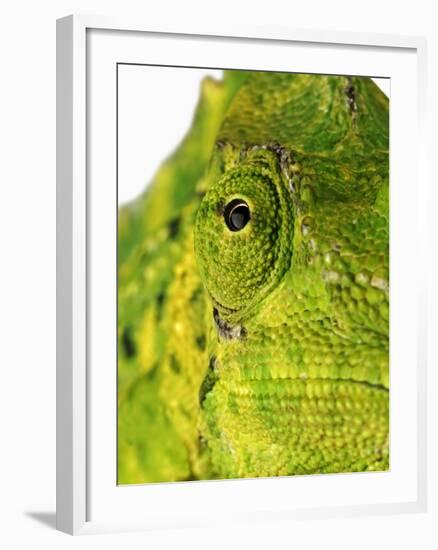 Eyes of a Meller's Chameleon-Martin Harvey-Framed Photographic Print