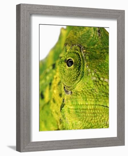 Eyes of a Meller's Chameleon-Martin Harvey-Framed Photographic Print
