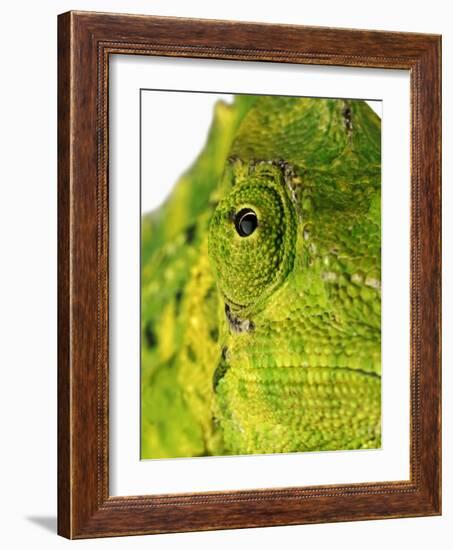 Eyes of a Meller's Chameleon-Martin Harvey-Framed Photographic Print