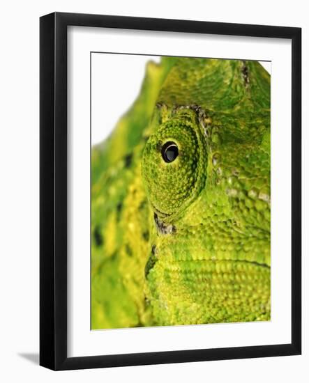 Eyes of a Meller's Chameleon-Martin Harvey-Framed Photographic Print