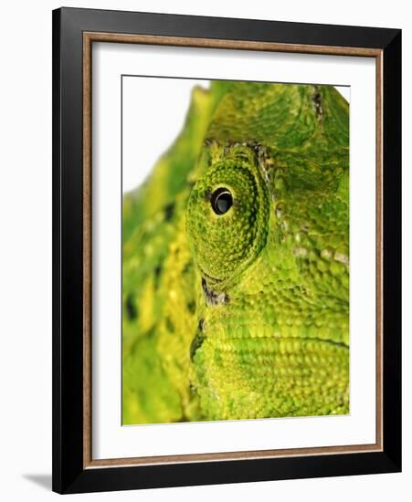 Eyes of a Meller's Chameleon-Martin Harvey-Framed Photographic Print