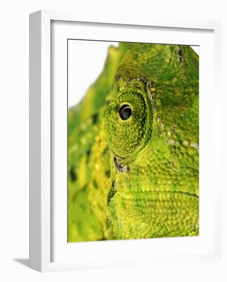 Eyes of a Meller's Chameleon-Martin Harvey-Framed Photographic Print