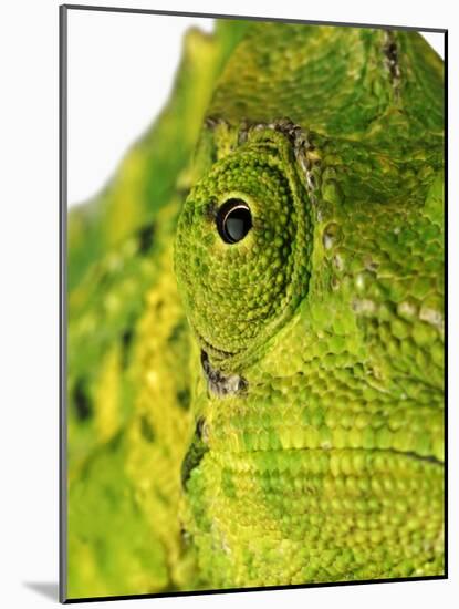 Eyes of a Meller's Chameleon-Martin Harvey-Mounted Photographic Print