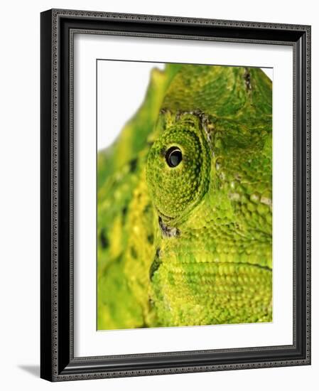 Eyes of a Meller's Chameleon-Martin Harvey-Framed Photographic Print