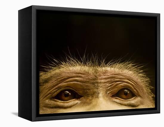 Eyes of Chacma Baboon-Henry Horenstein-Framed Premier Image Canvas