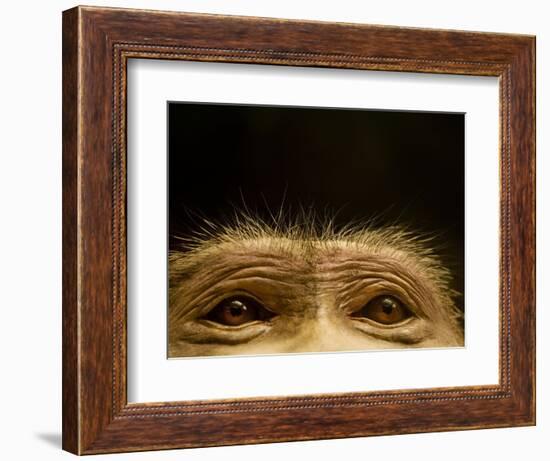 Eyes of Chacma Baboon-Henry Horenstein-Framed Photographic Print