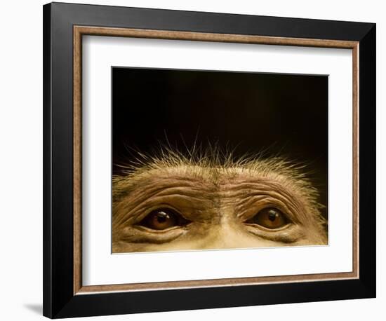 Eyes of Chacma Baboon-Henry Horenstein-Framed Photographic Print