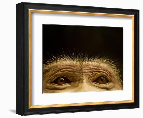 Eyes of Chacma Baboon-Henry Horenstein-Framed Photographic Print