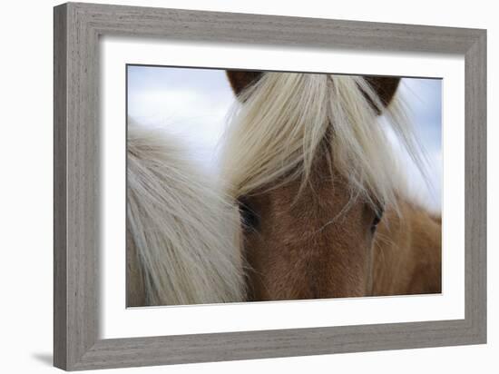 Eyes of Icelandic Horse-Igor Dymov-Framed Photographic Print