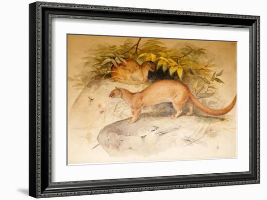 Eyra, 1851-Joseph Wolf-Framed Giclee Print