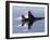 F-16 Fighting Falcon-Stocktrek Images-Framed Photographic Print