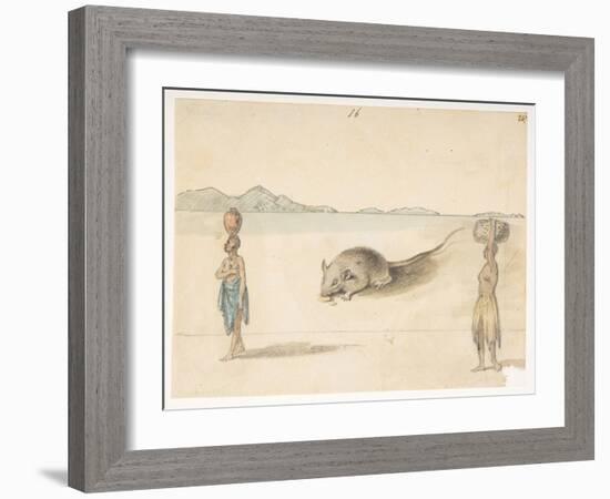 F.3 16 Mouse. Inhabitants Probably of St. Jago. on Back: Octopus. ‘Belly of the Same Fish. the Sket-William Alexander-Framed Giclee Print