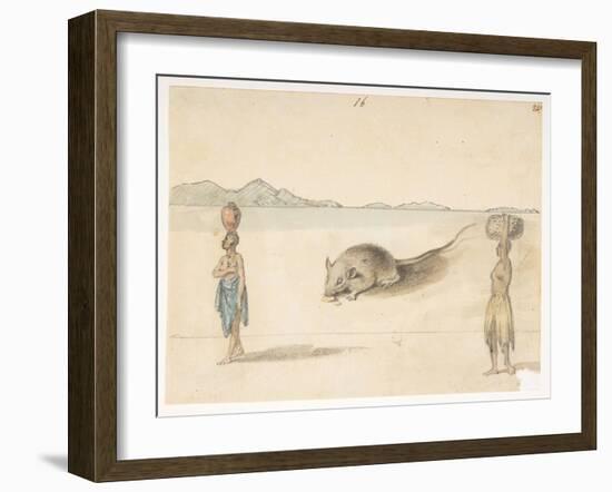 F.3 16 Mouse. Inhabitants Probably of St. Jago. on Back: Octopus. ‘Belly of the Same Fish. the Sket-William Alexander-Framed Giclee Print