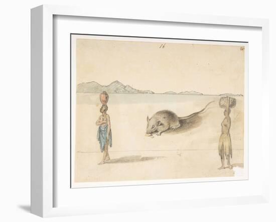 F.3 16 Mouse. Inhabitants Probably of St. Jago. on Back: Octopus. ‘Belly of the Same Fish. the Sket-William Alexander-Framed Giclee Print