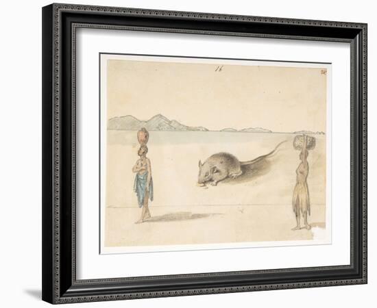 F.3 16 Mouse. Inhabitants Probably of St. Jago. on Back: Octopus. ‘Belly of the Same Fish. the Sket-William Alexander-Framed Giclee Print