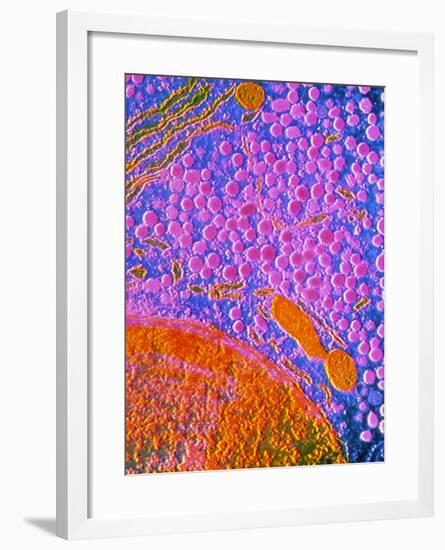 F-col TEM of Cell In Anterior Human Pituitary-null-Framed Photographic Print