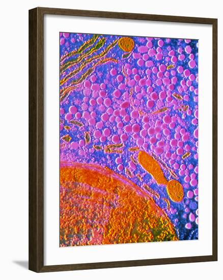 F-col TEM of Cell In Anterior Human Pituitary-null-Framed Photographic Print