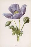 An Opium Poppy-F. Edward Hulme-Photographic Print