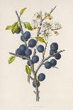 Ranunculus Bulbosus-F Edward Hulme-Art Print