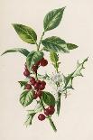 Trifolium Pratense-F Edward Hulme-Art Print