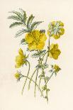 Marsh Marigold Depicted with Bellis Perennis, Common Daisy-F. Edward Hulme-Art Print