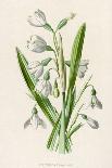 Plants, Asperula Odorata-F Edward Hulme-Art Print