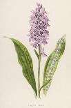 Spotted Orchis-F. Edward Hulme-Photographic Print