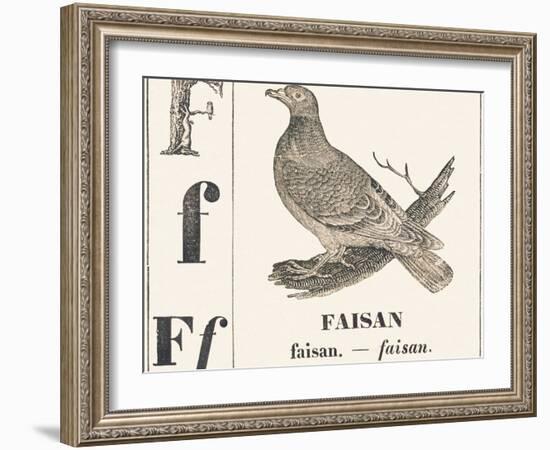 F for Pheasant, 1850 (Engraving)-Louis Simon (1810-1870) Lassalle-Framed Giclee Print