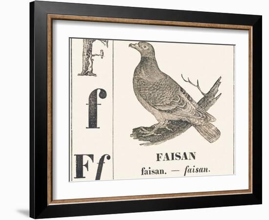 F for Pheasant, 1850 (Engraving)-Louis Simon (1810-1870) Lassalle-Framed Giclee Print