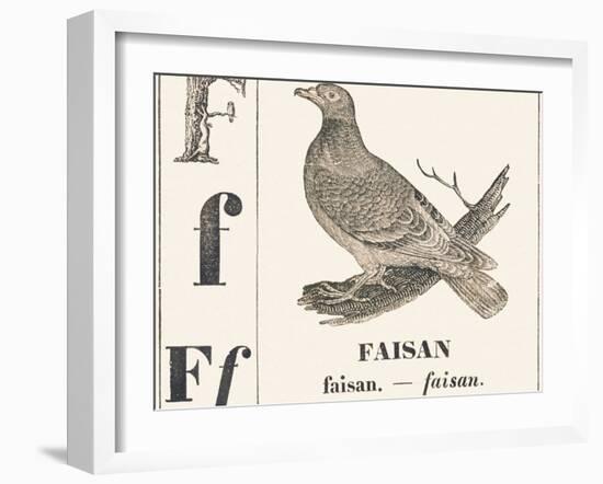 F for Pheasant, 1850 (Engraving)-Louis Simon (1810-1870) Lassalle-Framed Giclee Print