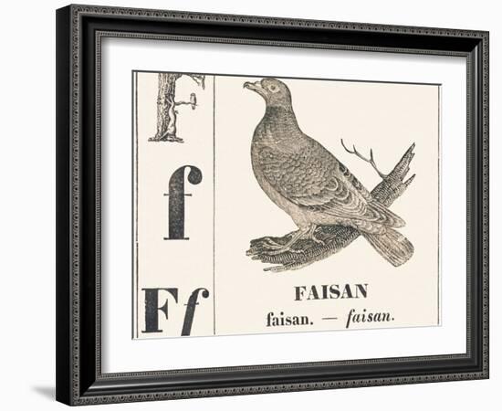 F for Pheasant, 1850 (Engraving)-Louis Simon (1810-1870) Lassalle-Framed Giclee Print