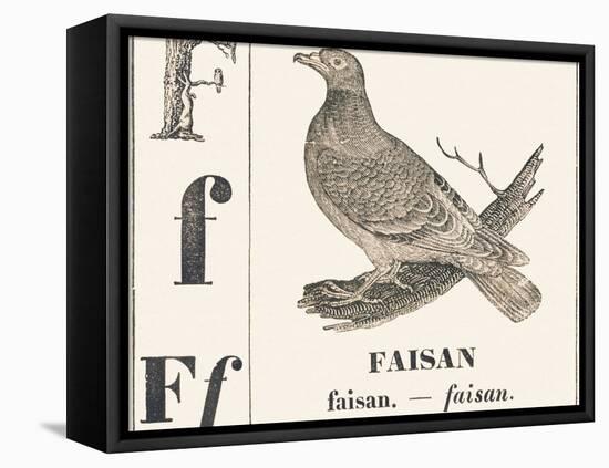F for Pheasant, 1850 (Engraving)-Louis Simon (1810-1870) Lassalle-Framed Premier Image Canvas