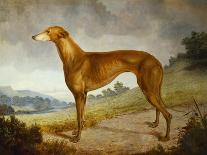 A Tan Greyhound Bitch in an Extensive River Landscape-F. H. Roscoe-Premier Image Canvas