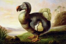Study of a Dodo-F Hart-Mounted Giclee Print
