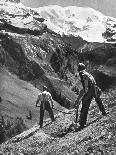 Peasant Farmers Haymaking at the Glacier Foot, Switzerland, 1936-F Hutzli-Premier Image Canvas