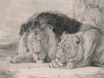 Sleeping Lion and Lioness-F. Lewis-Framed Premier Image Canvas