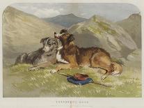 Shepherd's Dogs-F. Tayler-Framed Giclee Print