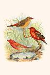 Superb Tanager, Paradise Tanager-F.w. Frohawk-Art Print