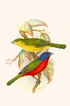 Melodius or Cuba Finch-F.w. Frohawk-Art Print