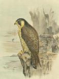 Peregrine Falcon-F. w. Frohawk-Framed Art Print