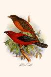 Virginian Cardinal-F.w. Frohawk-Art Print