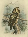 Tengmalm's Owl-F. w. Frohawk-Art Print