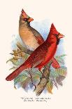 Virginian Cardinal-F.w. Frohawk-Art Print