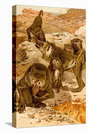 Stretched Canvas Print, , large