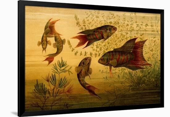 Art Print, , large